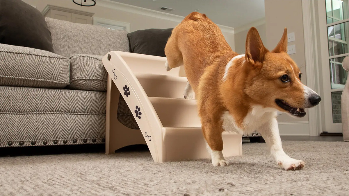 scaletta-per-cani-scala-animali-gatti-ProduceShop